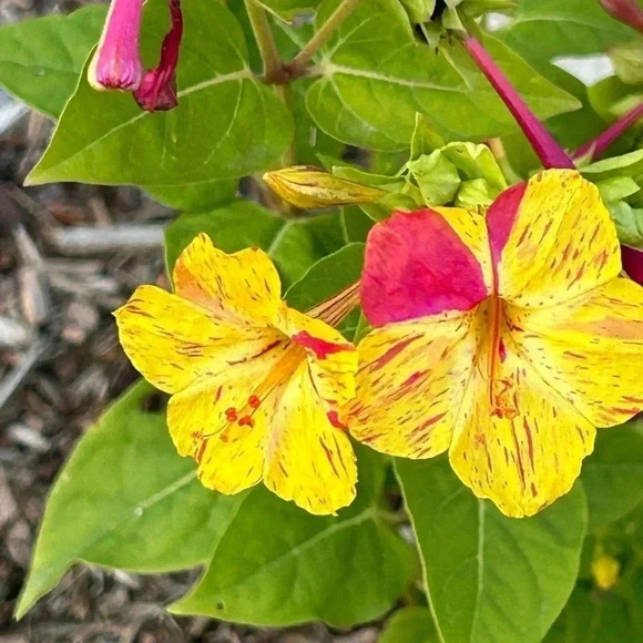 Four O'Clock Marvel of Peru Seeds - 50 seeds - Picture 6 of 11